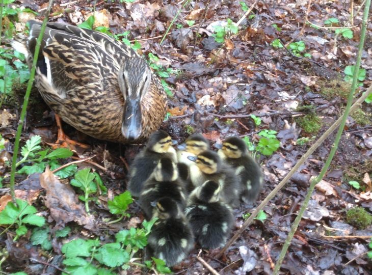 mallard duck eggs