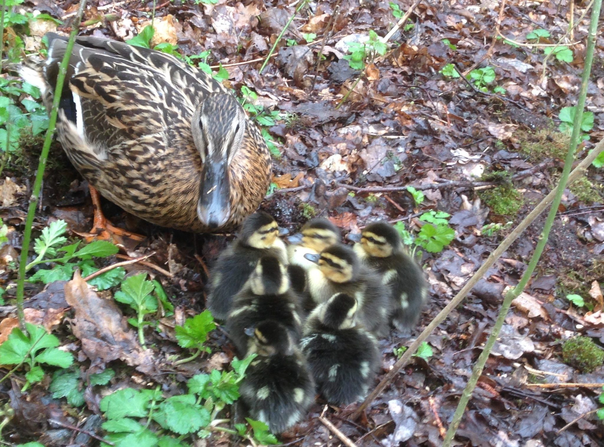 Baby Female Mallard Duck