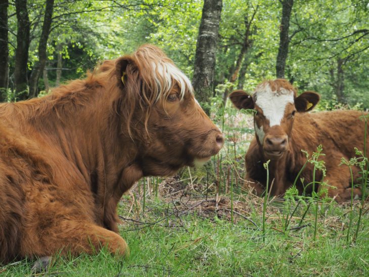 Cattle from the Flying Herd.