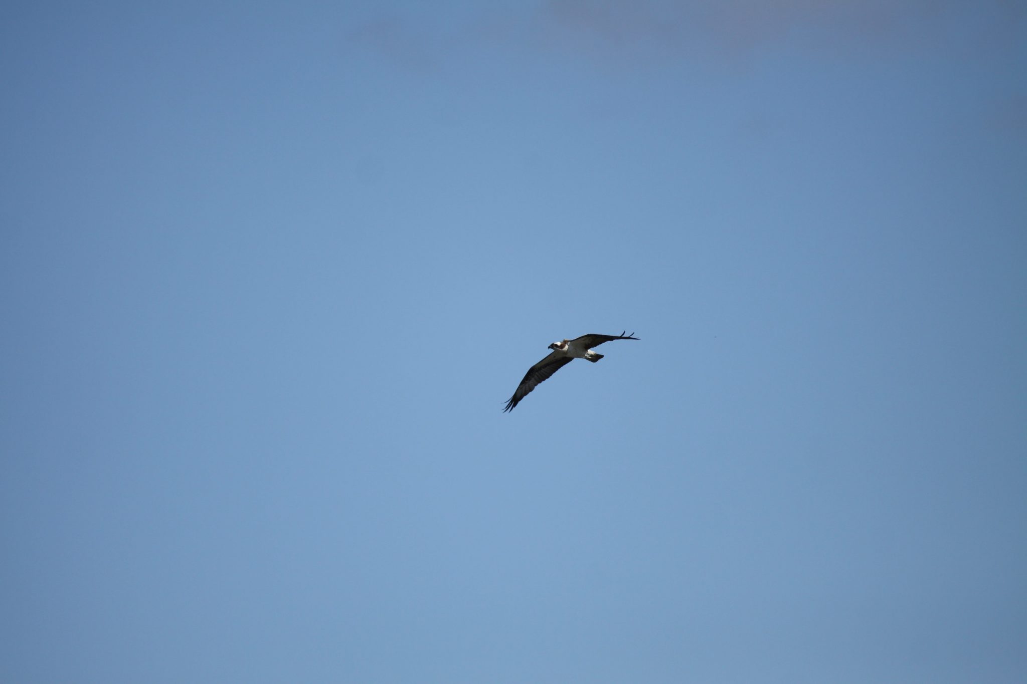 Longest day. | Scottish Wildlife Trust