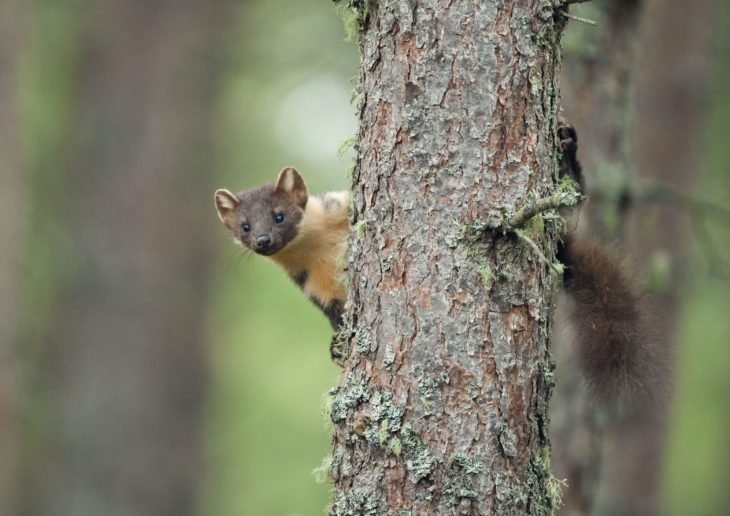 Pine marten, Black Isle, Scotland.