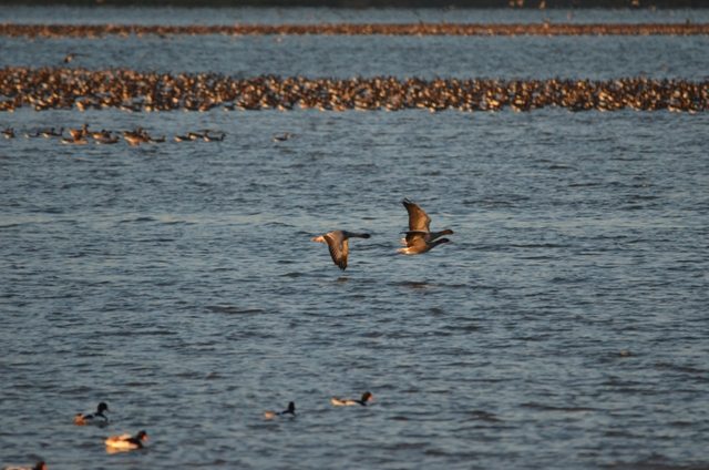 Pink Footed Goose Count | Scottish Wildlife Trust