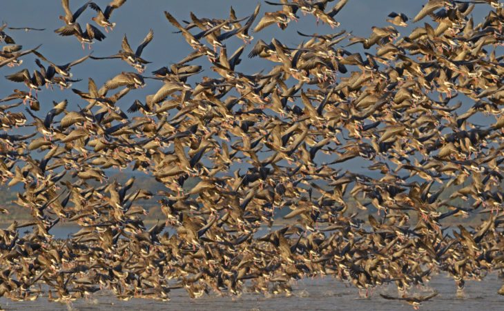 Pink-footed geese at the Trust's Montrose Basin Wildlife Reserve.