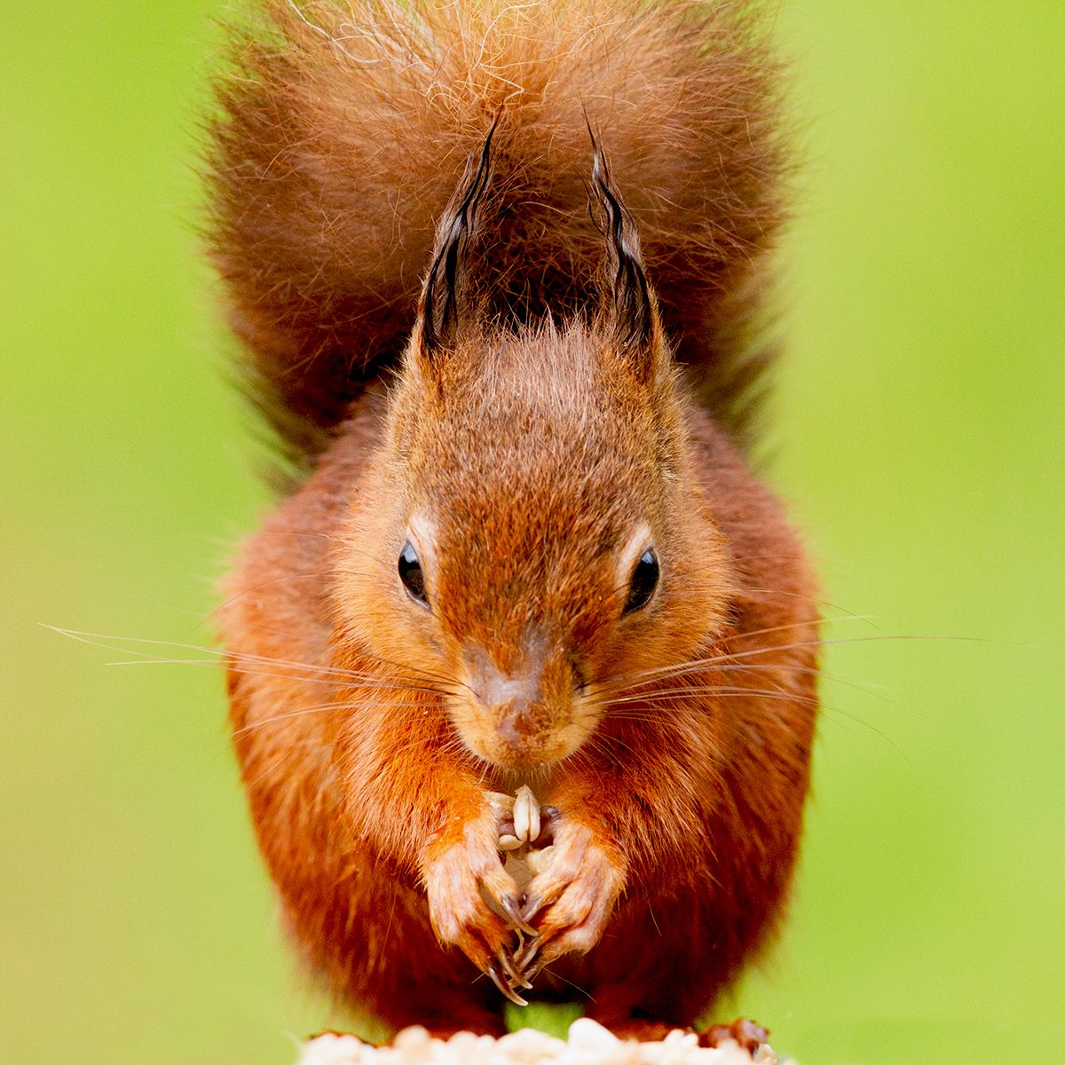 Saving Scotland's Red Squirrels Scottish Wildlife Trust   Flying Squirrels