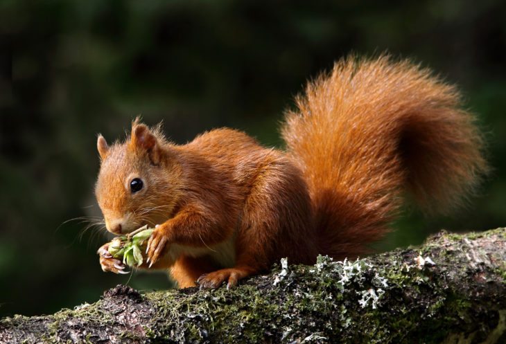 Red Squirrel © Ronnie Stokes