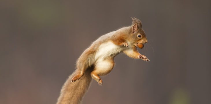 Red squirrel