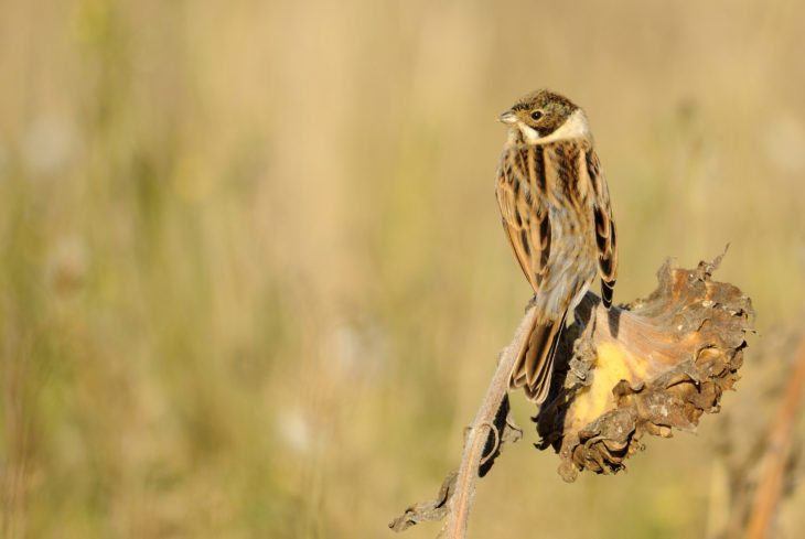 Reed bunting © Amy Lewis