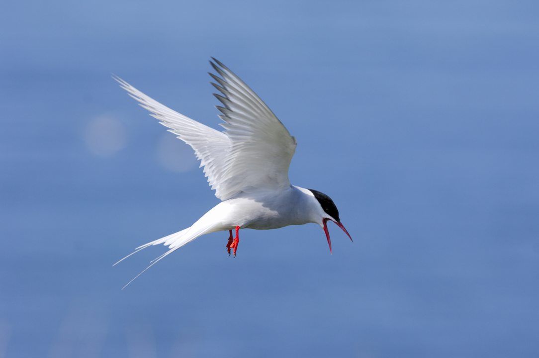 Arctic tern | Scottish Wildlife Trust