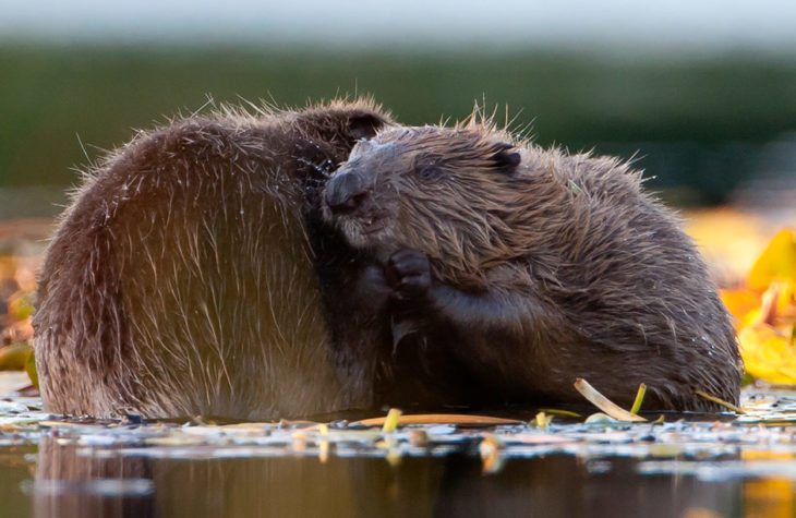 Beavers at Knapdale