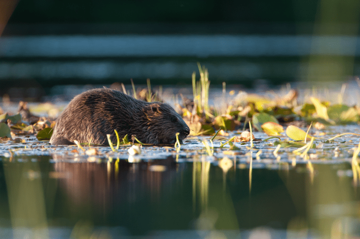 Beaver at Knapdale