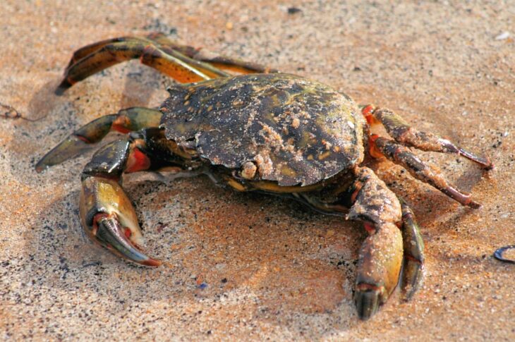 Shore crab © John Haslam CC-BY-2.0