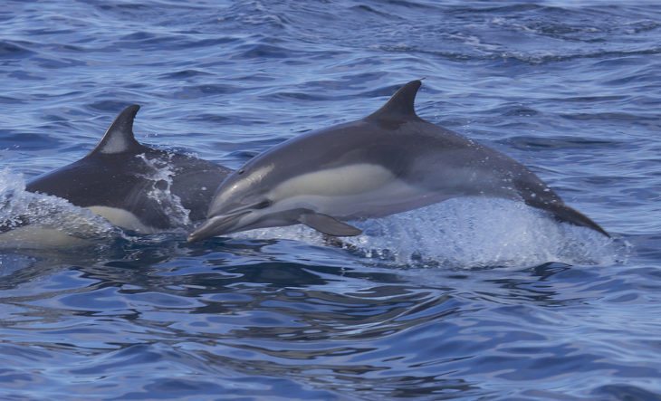 Short beaked common dolphin