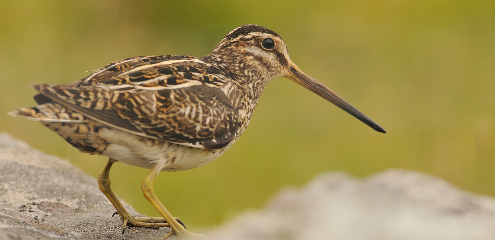 Snipe | Brids | Species profile | Scottish Wildlife Trust