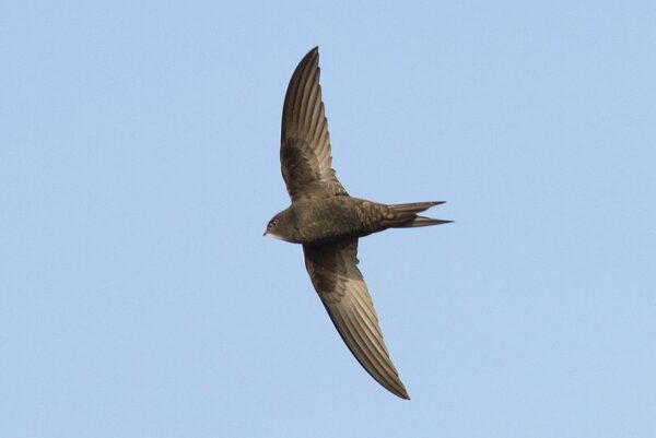 How to help our declining swifts | Scottish Wildlife Trust