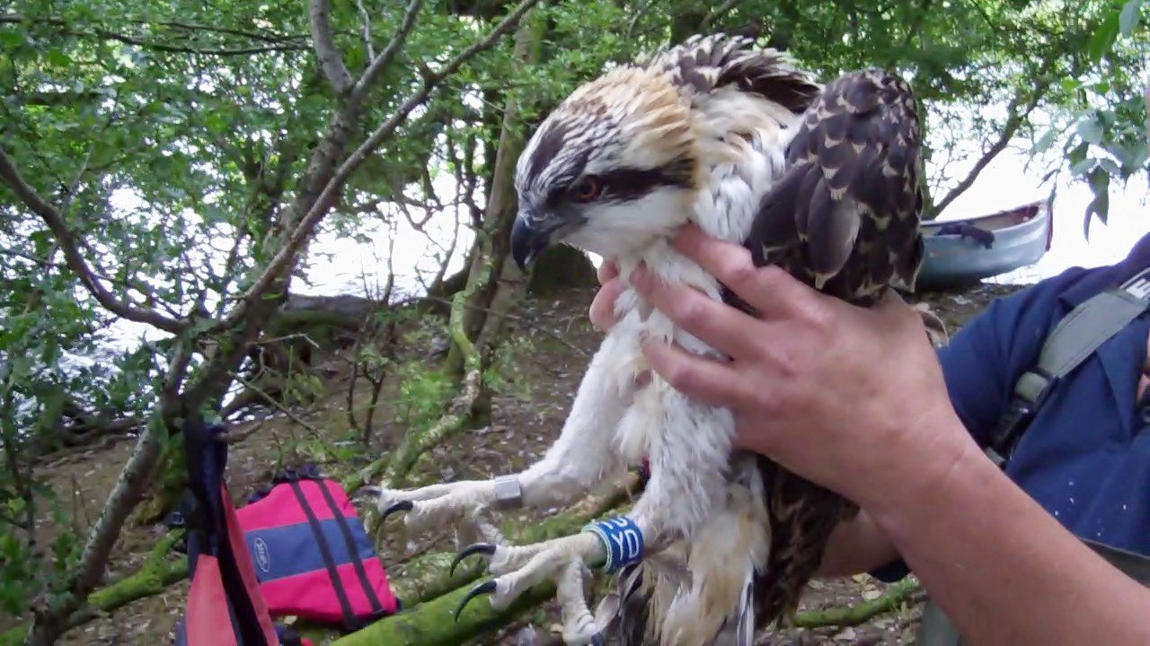 osprey tracking