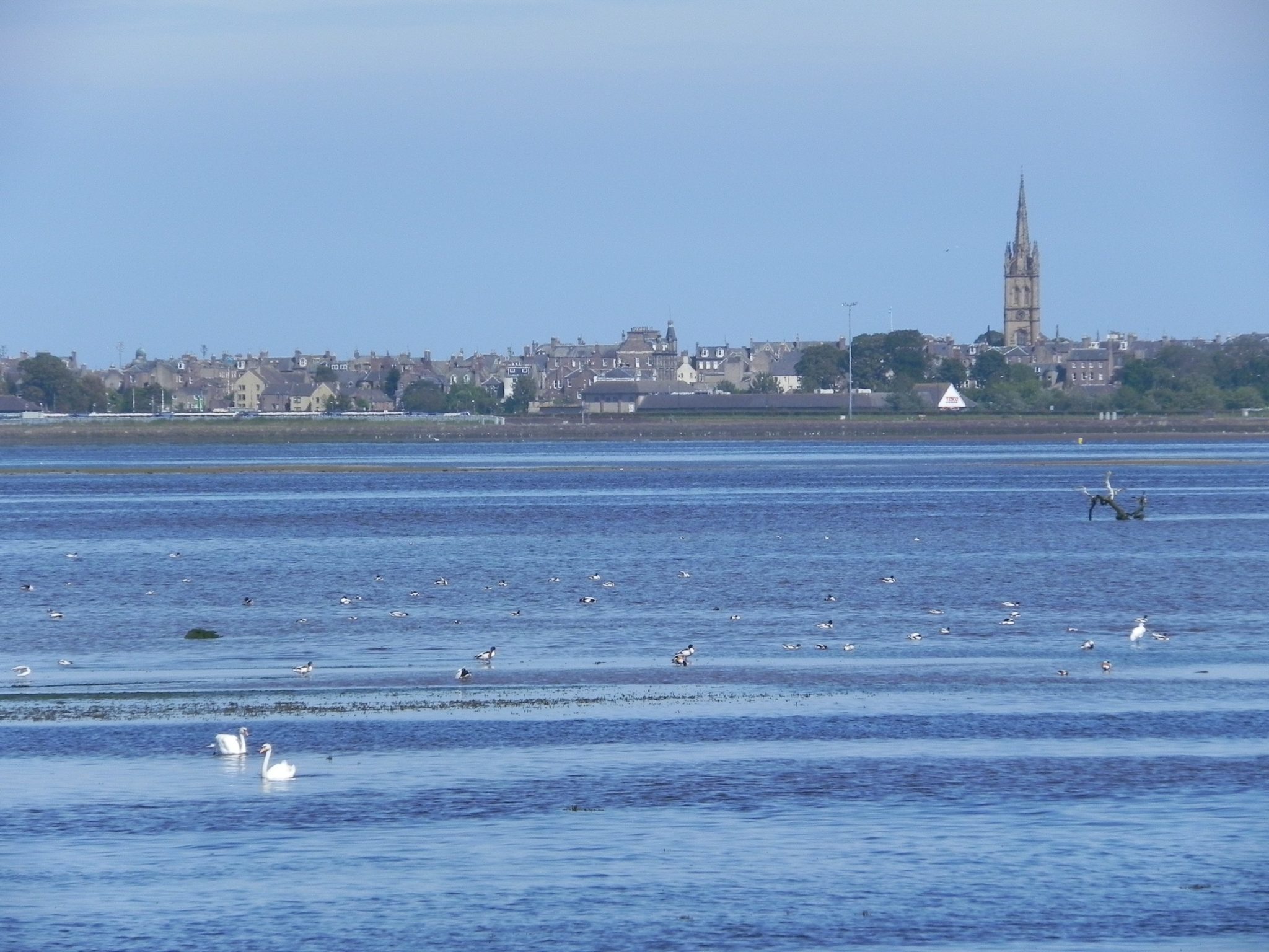 Montrose Basin webcam - Scottish Wildlife Trust