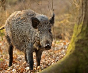 An adult wild boar stood next to a tree amongst fallen leaves.