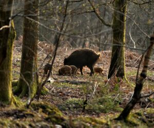 An adult wild boar with surrounded by it's offspring. The boar family are in a woods in autumn.