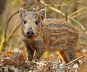 A young wild boar piglet looks towards the camera while standing in fallen autumn leaves.