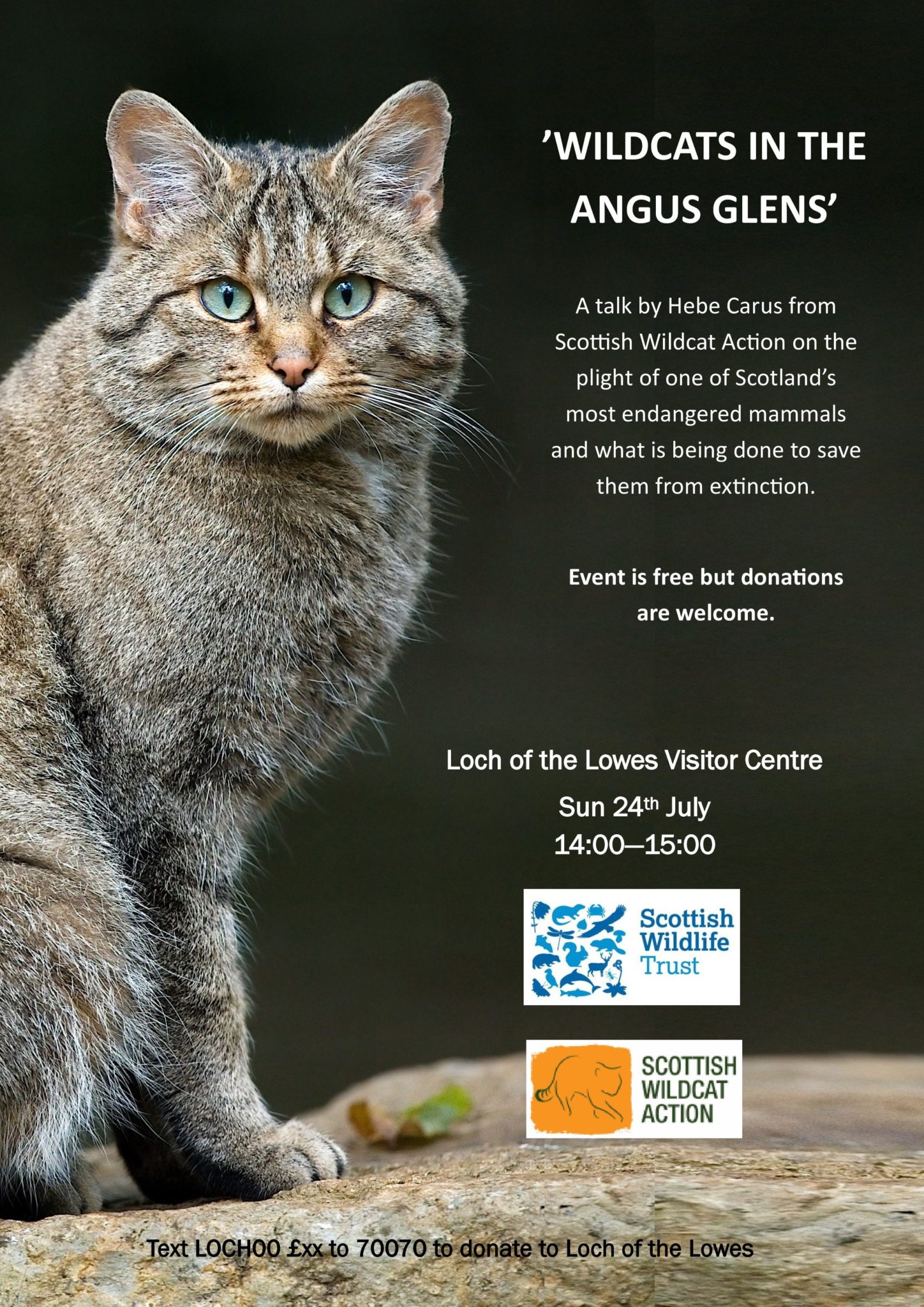 Wildcats in the Angus Glens | Scottish Wildlife Trust