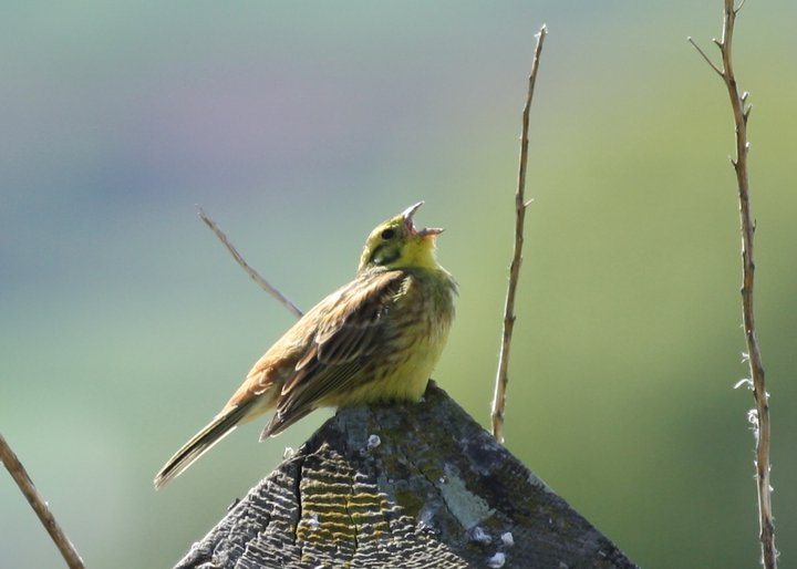 Yellowhammer @Richard Blackburn