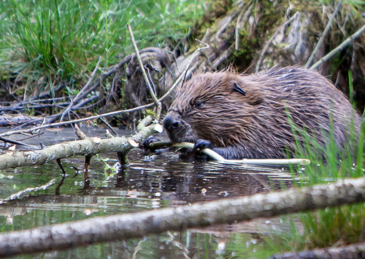 Beaver © Ron Walsh