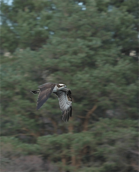 osprey webcams uk