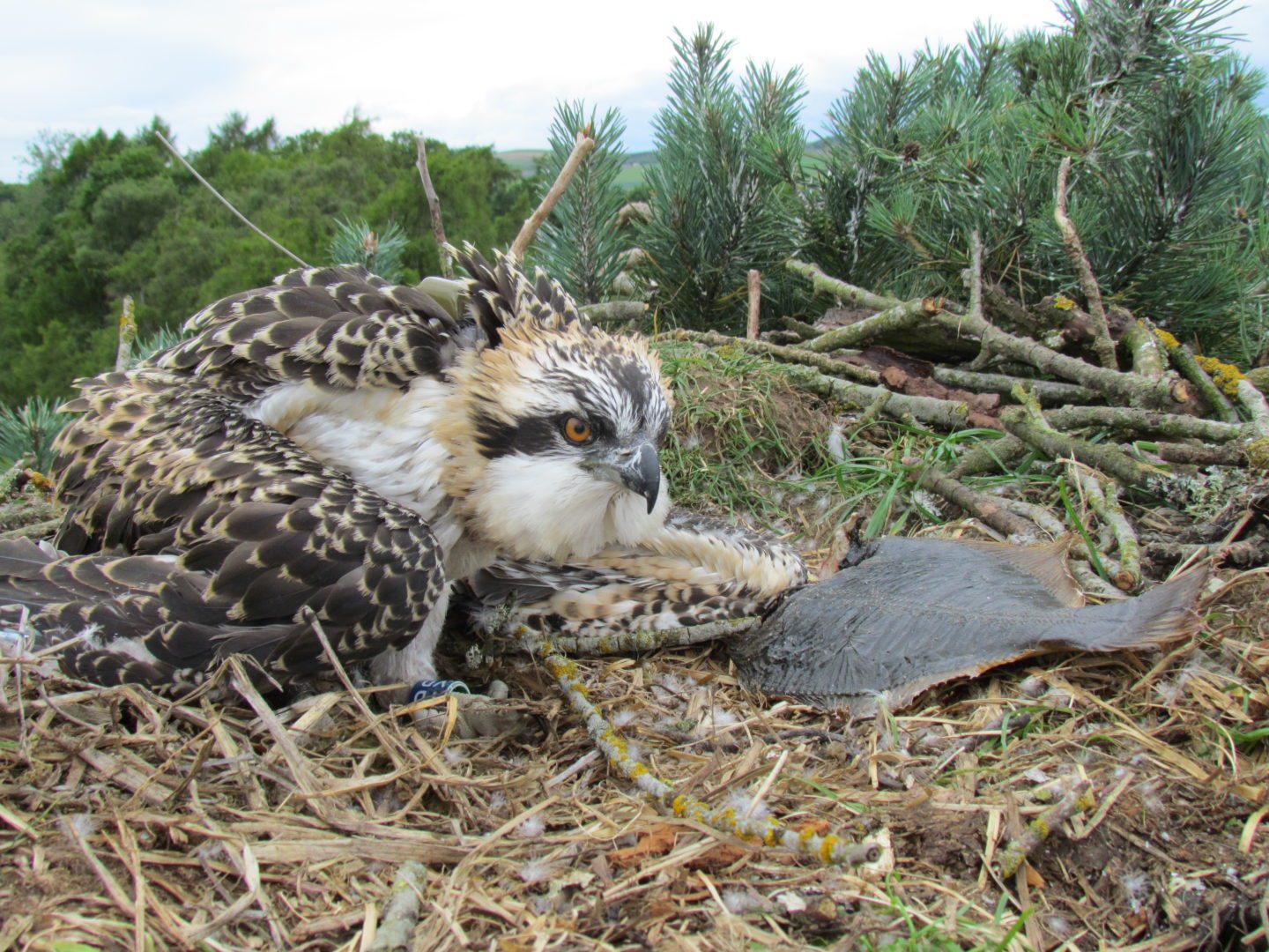 Osprey Migration Update 11th Feb. | Scottish Wildlife Trust