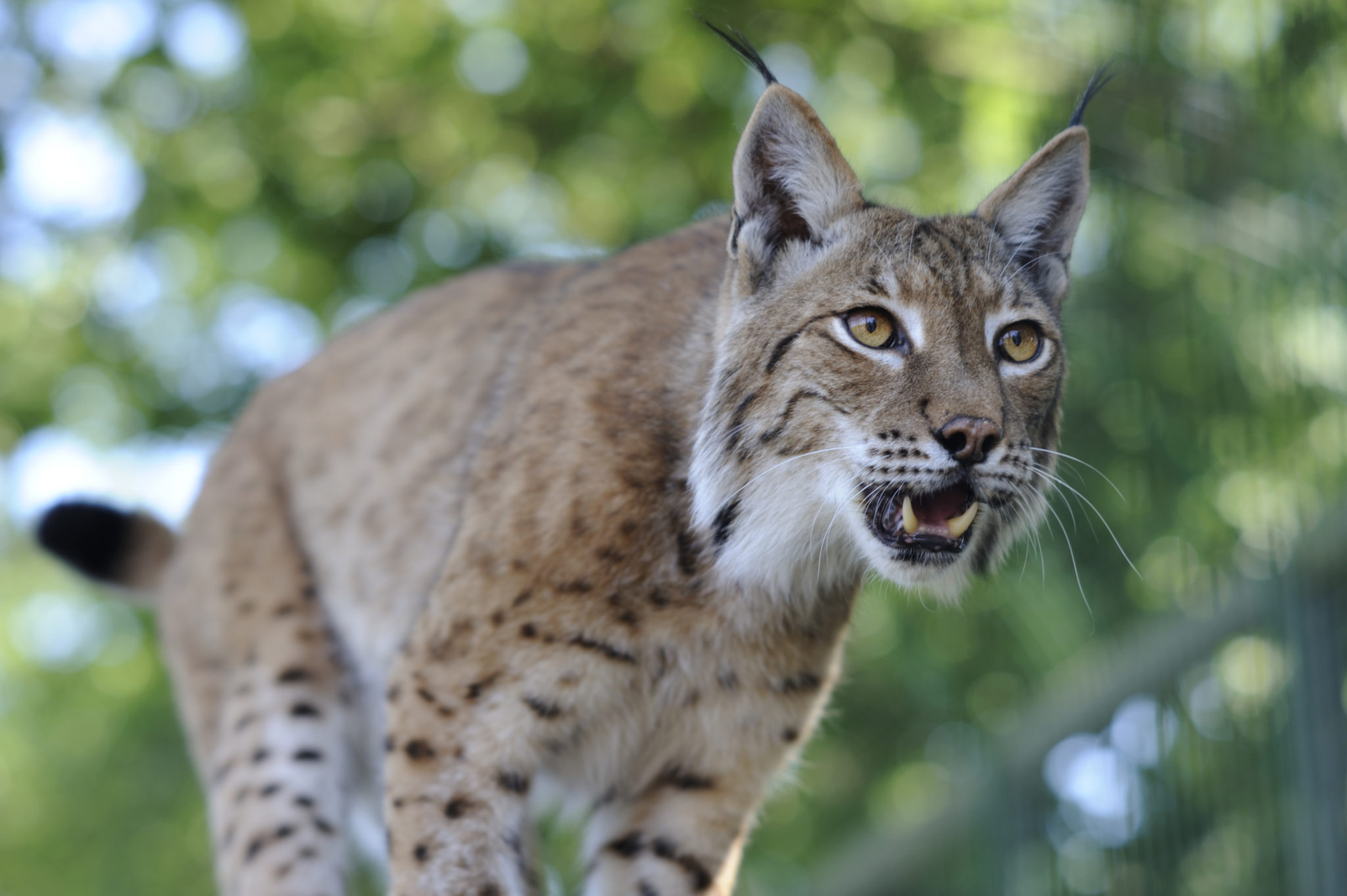 Lynx | Mammal | Scottish Wildlife | Scottish Wildlife Trust
