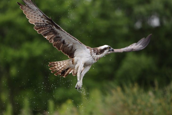 Osprey in flight