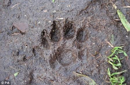 Otter Tracking | Scottish Wildlife Trust