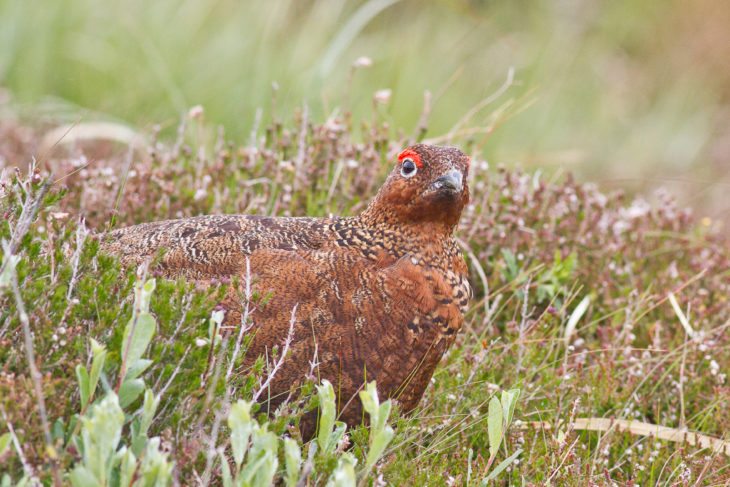 Red grouse on moorland © Steve Gardner