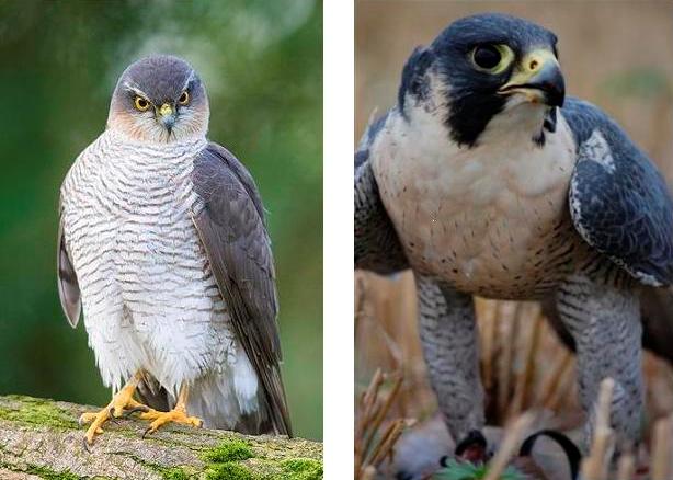 Identifying Birds Of Prey 1 Scottish Wildlife Trust