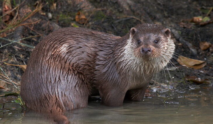 Otter © Elliot Smith