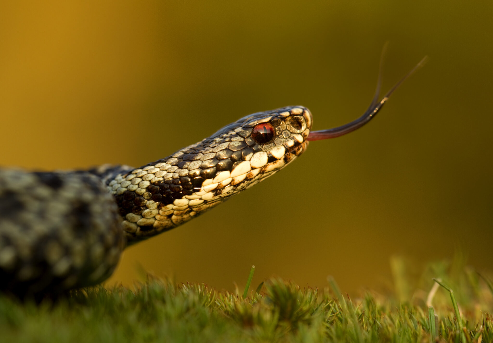 Adder | Snake | Scottish Wildlife | Scottish Wildlife Trust