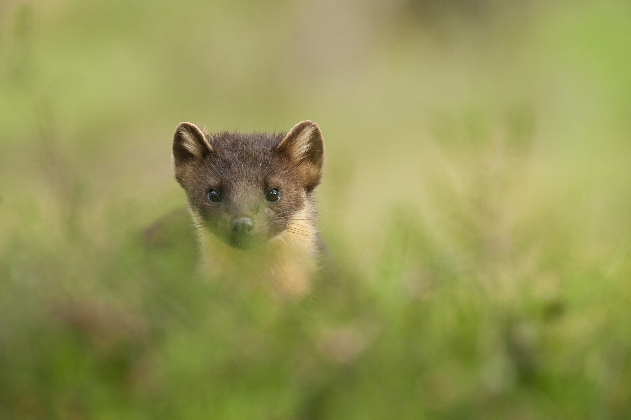 Pine marten | Mammal | Scottish Wildlife | Scottish Wildlife Trust