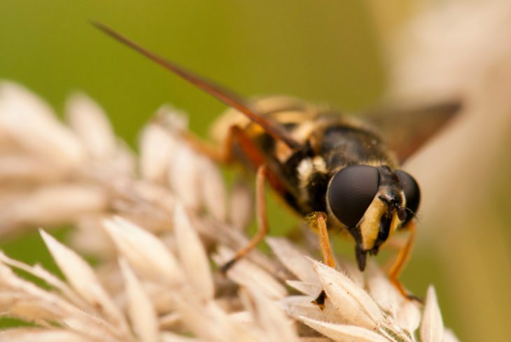 Hoverfly on wildflower