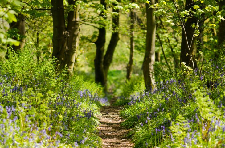 Bluebells in Cumbernauld Glen.