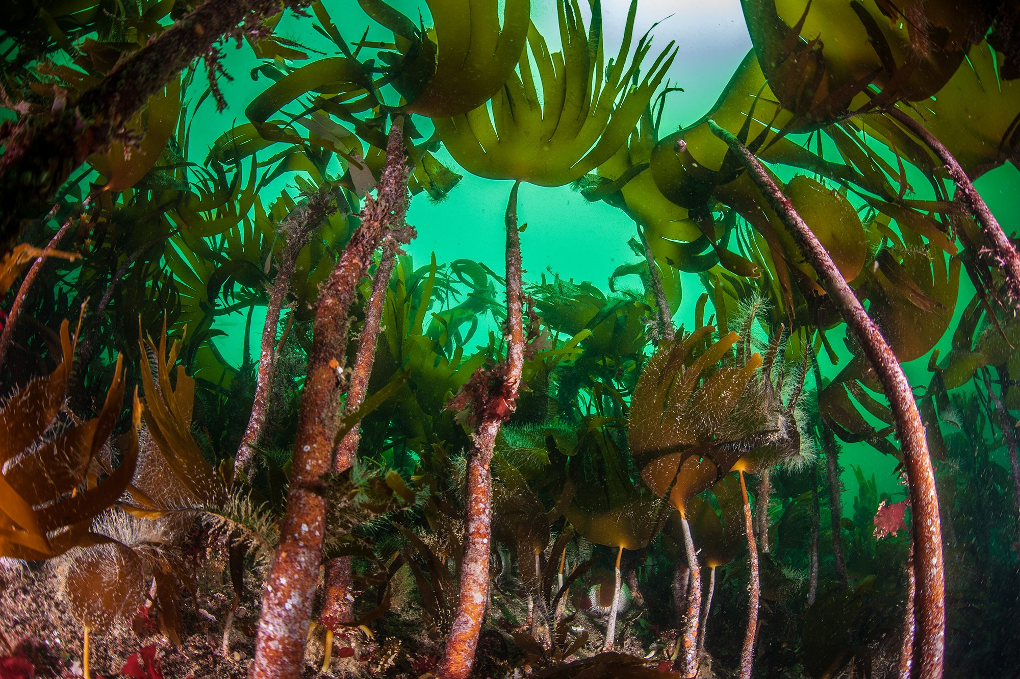 How Much Carbon Do Kelp Forests Sequester