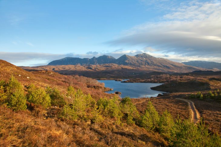 Scot's pine saplings with Quinag in background.