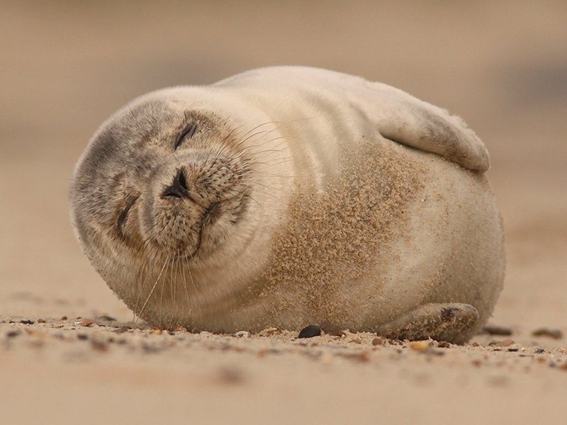 Common seal adoption | Scottish Wildlife Trust