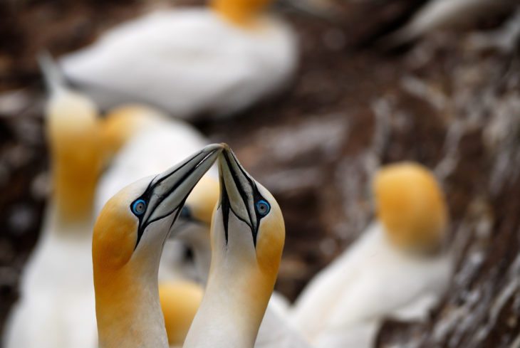 Gannets bonding