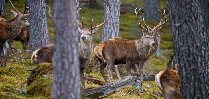 Red deer