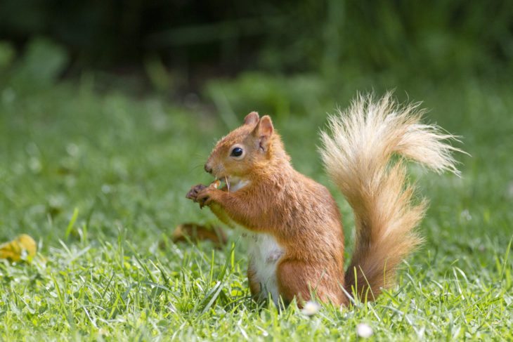 Red Squirrel © Steve Gardner
