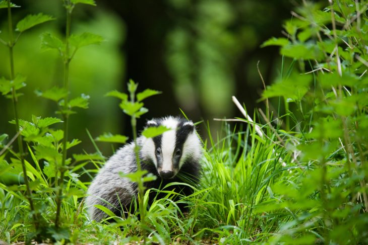 Badger