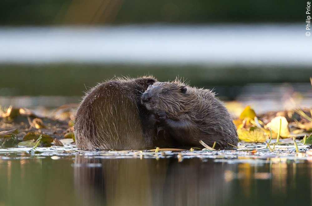 Eurasian beavers: a keystone species that keep waterways clean