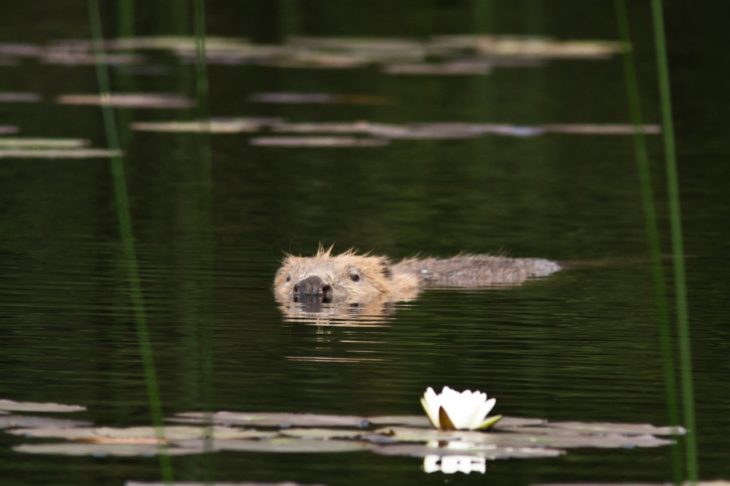 Adult beaver at Knapdale © Steve Gardner