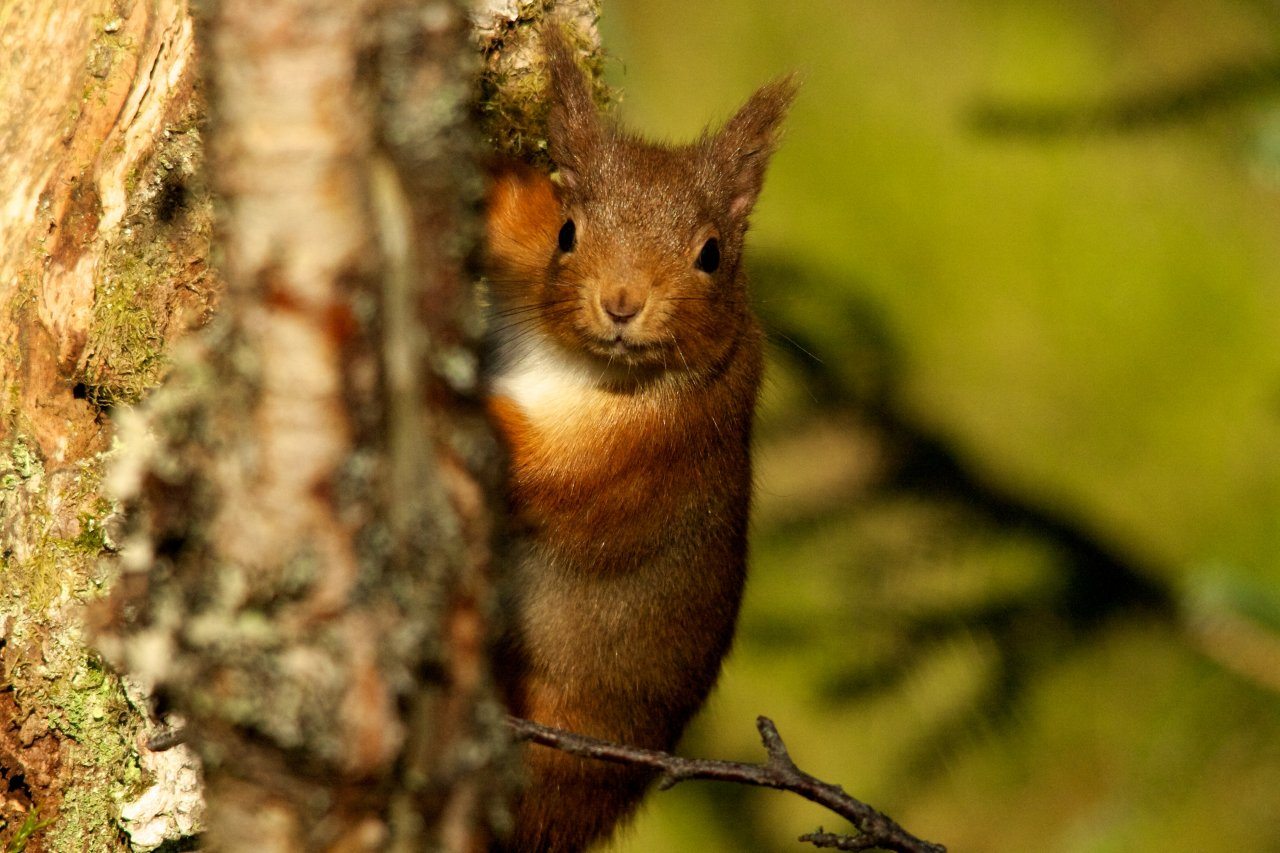 Red squirrel