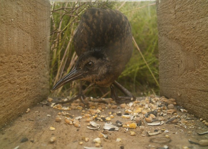 Water Rail © Nick Littlewood