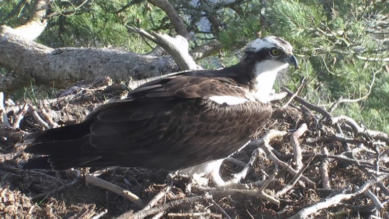 cotswold osprey